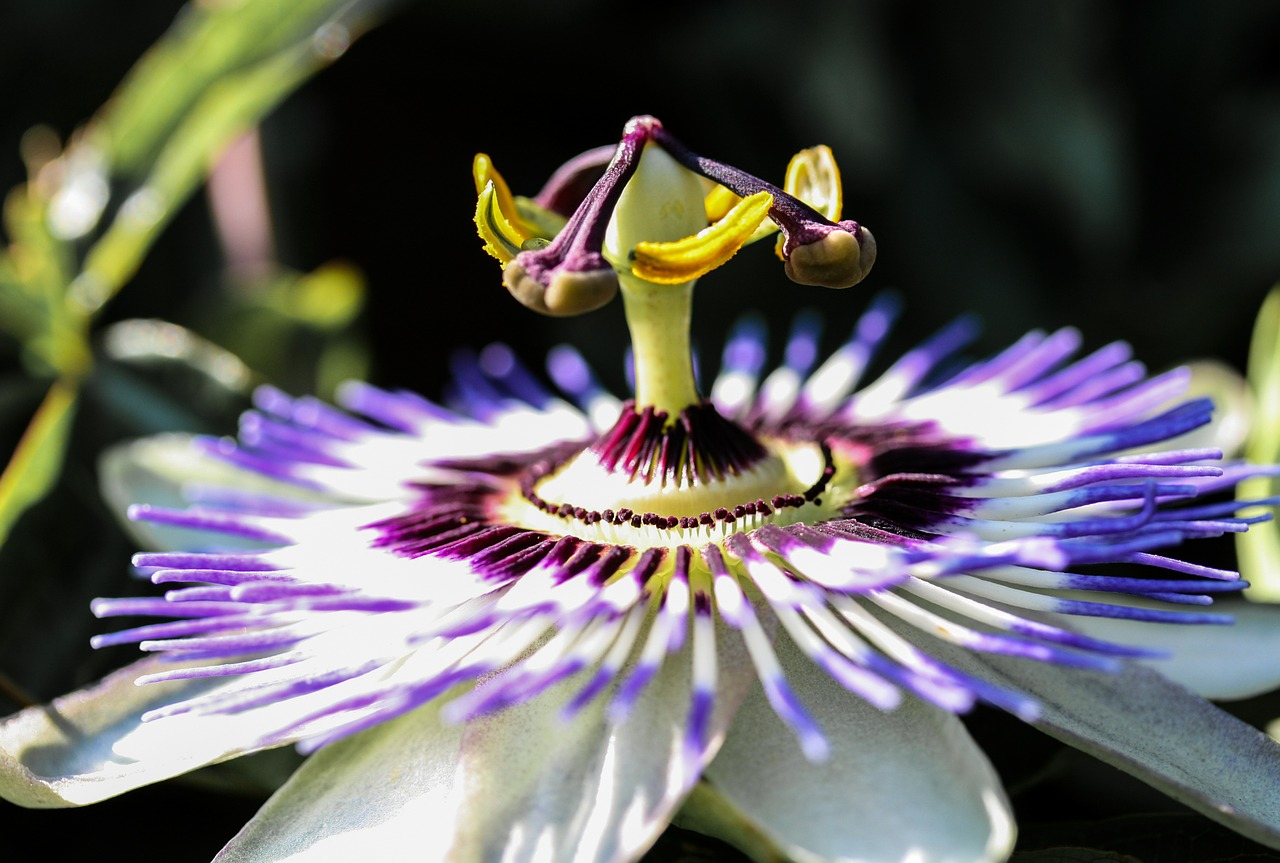 passion flower flower blossom free photo