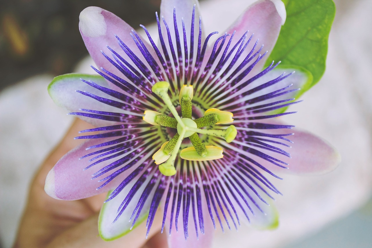 passion flower flower purple free photo