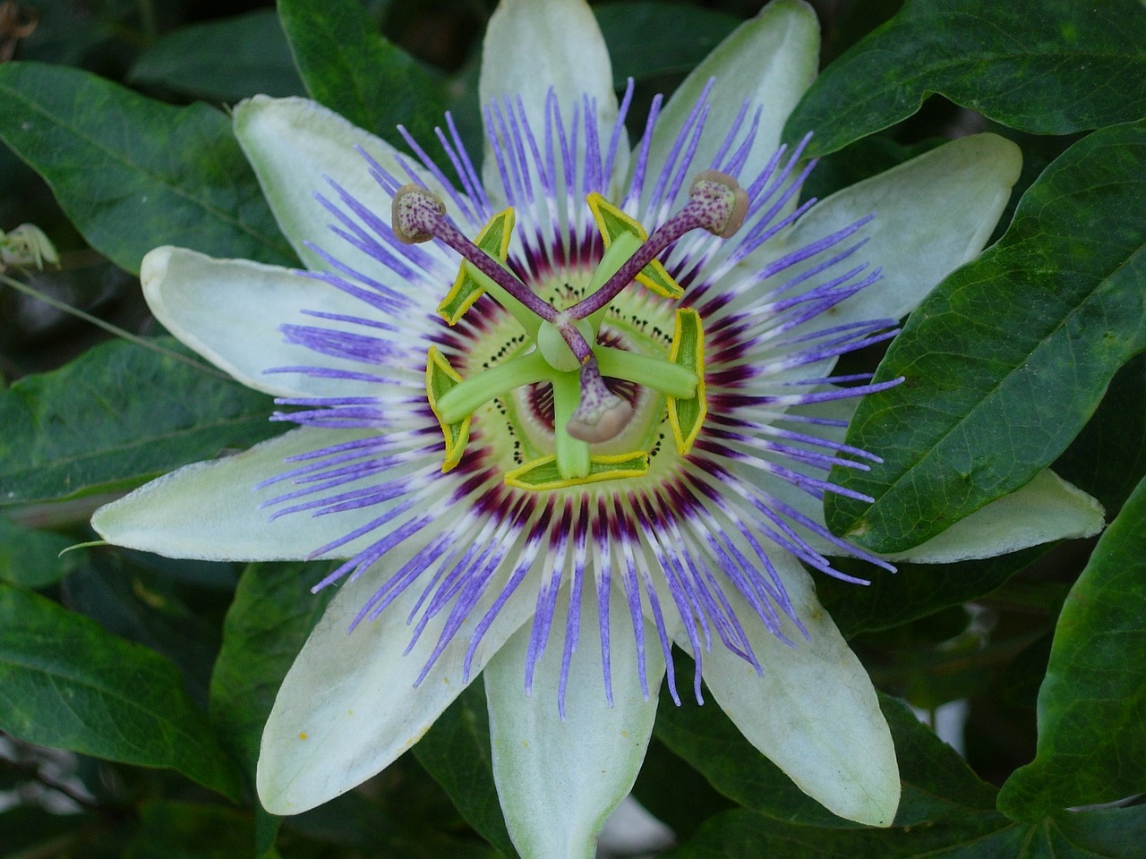 passion flower flower plant free photo