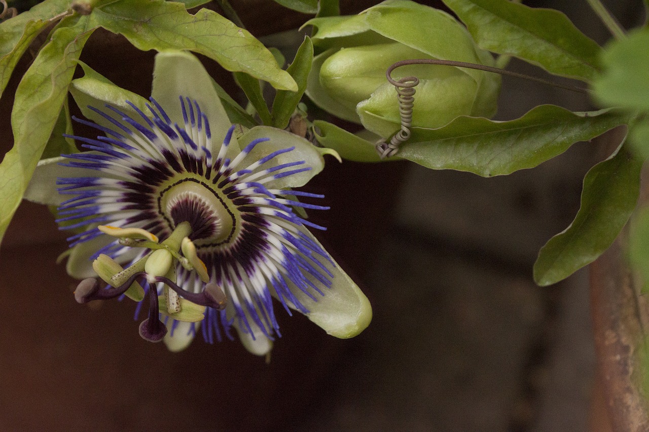 passion flower passion plant hanging down free photo