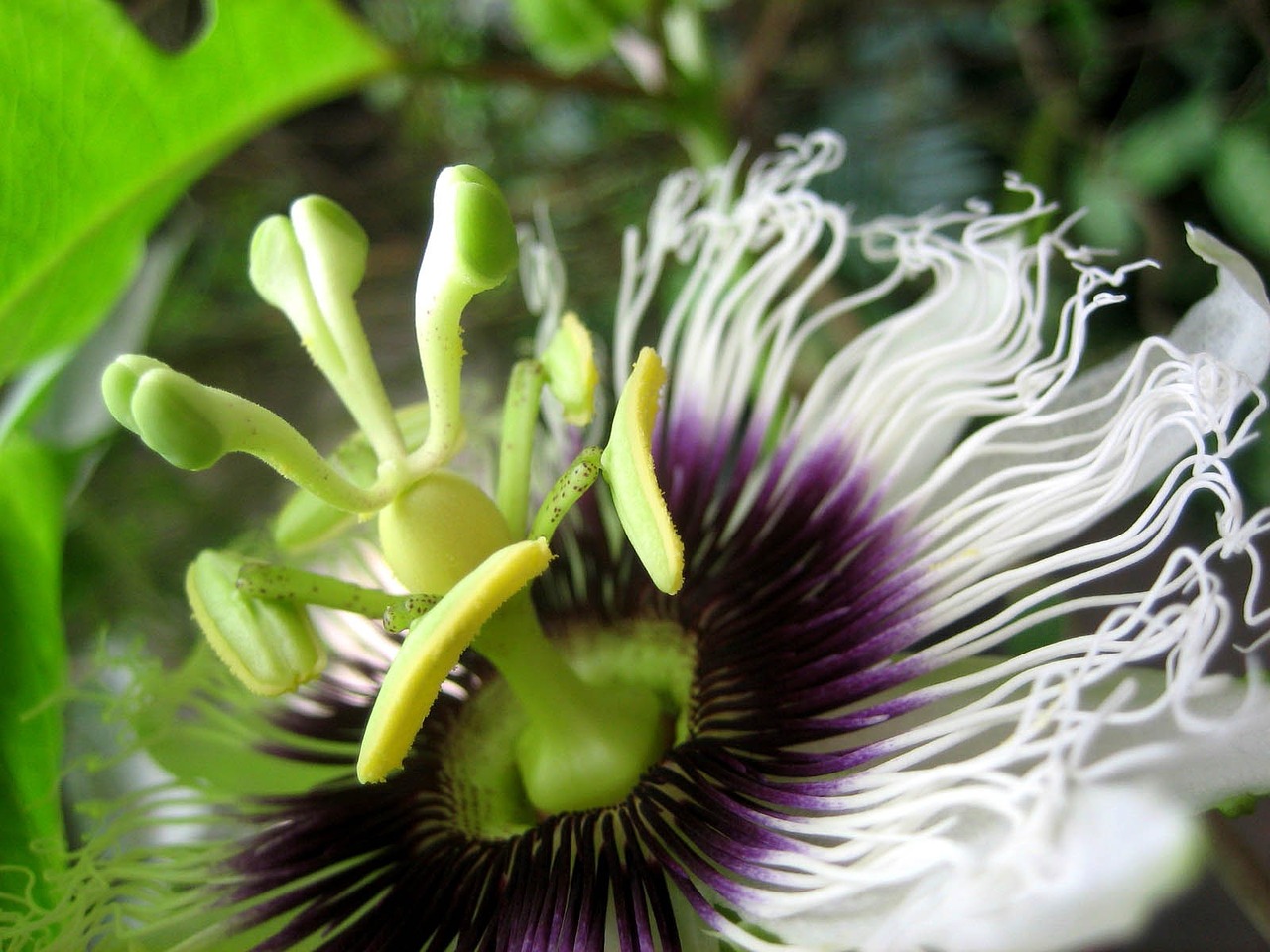 passion flower blossom bloom free photo