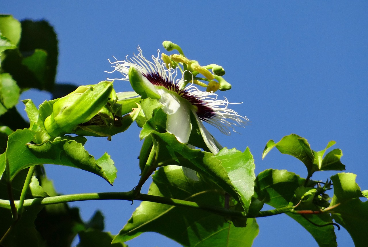 passion flower flower passion fruit free photo