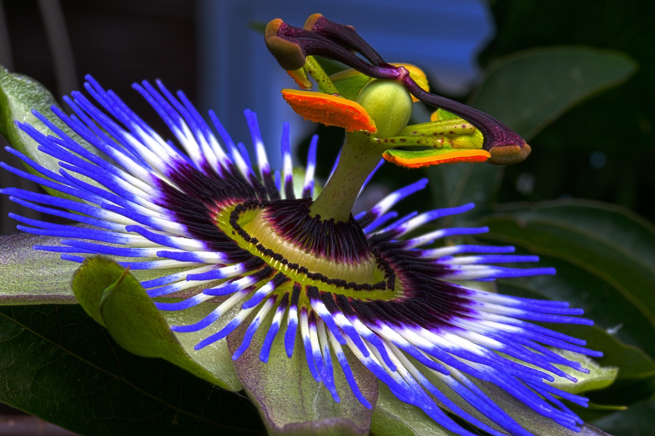 passion flower blue blue passion flower free photo