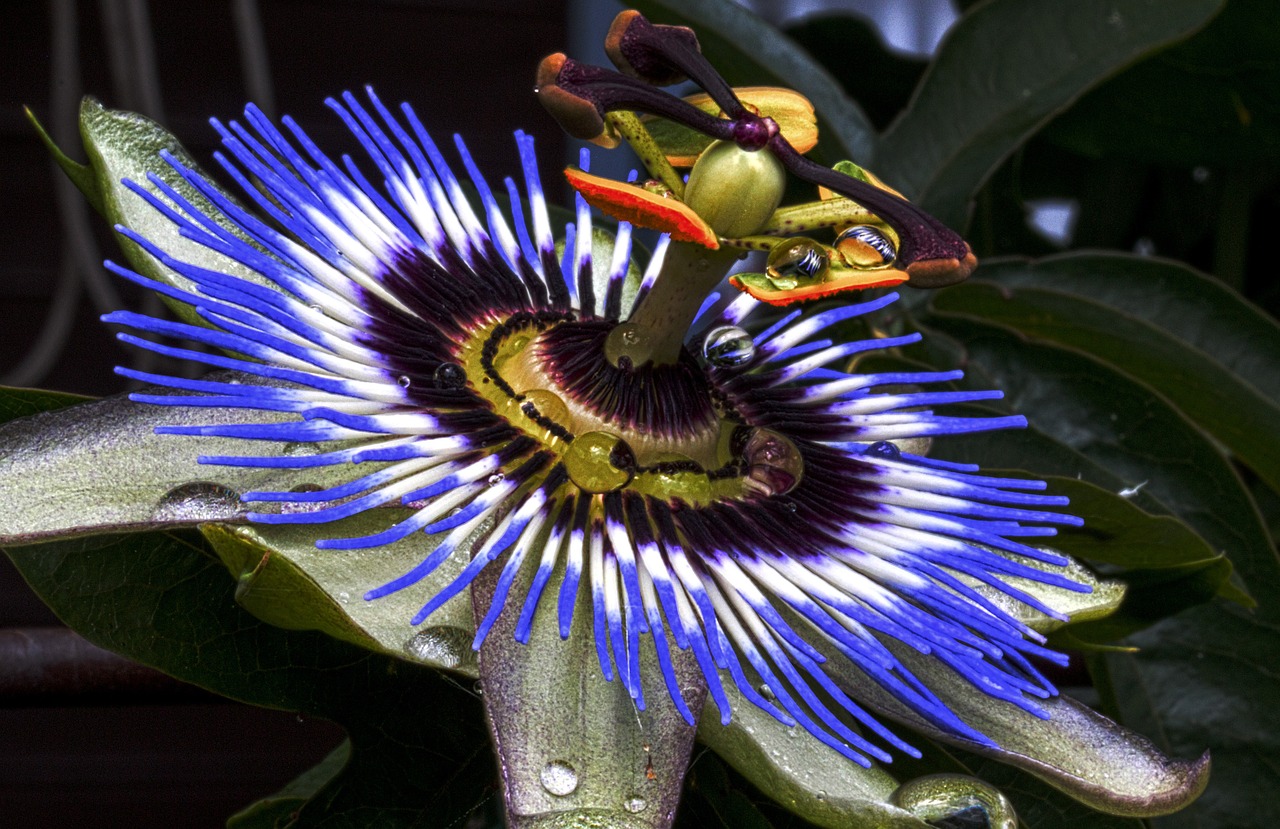 passion flower blue passion flower blossom free photo
