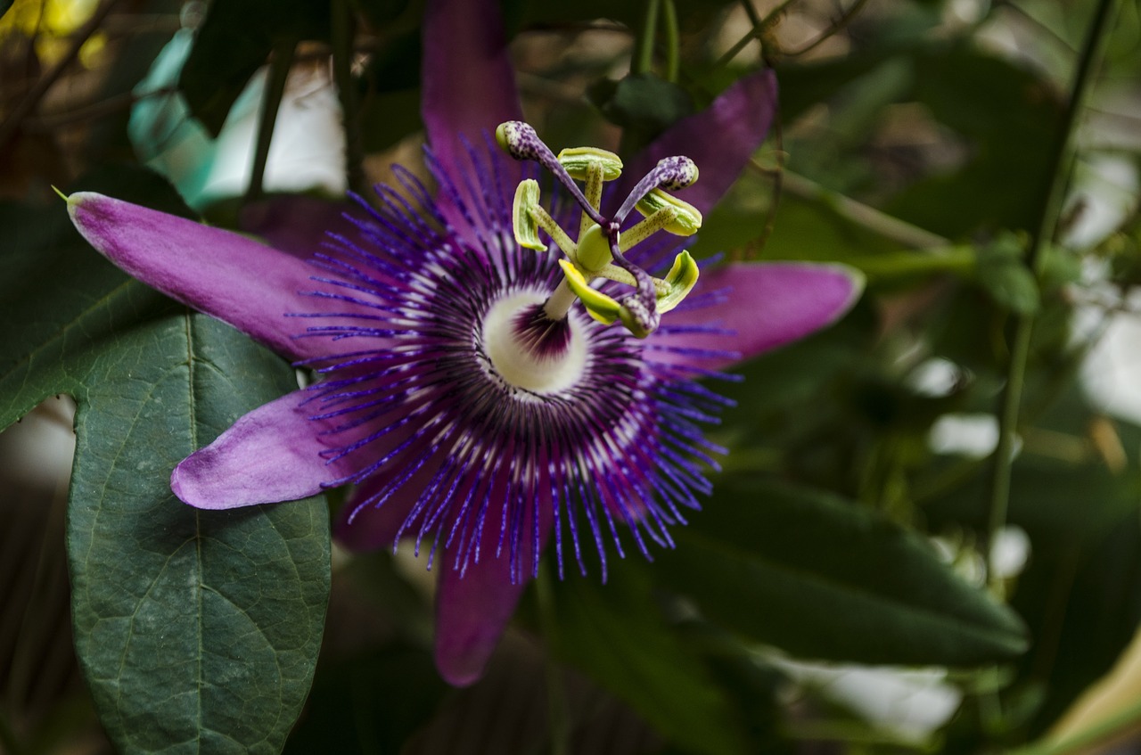 passion flower flower plant free photo