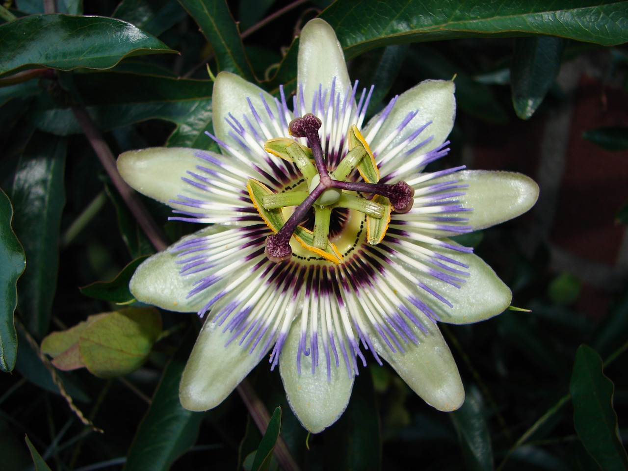passion flower flower nature free photo