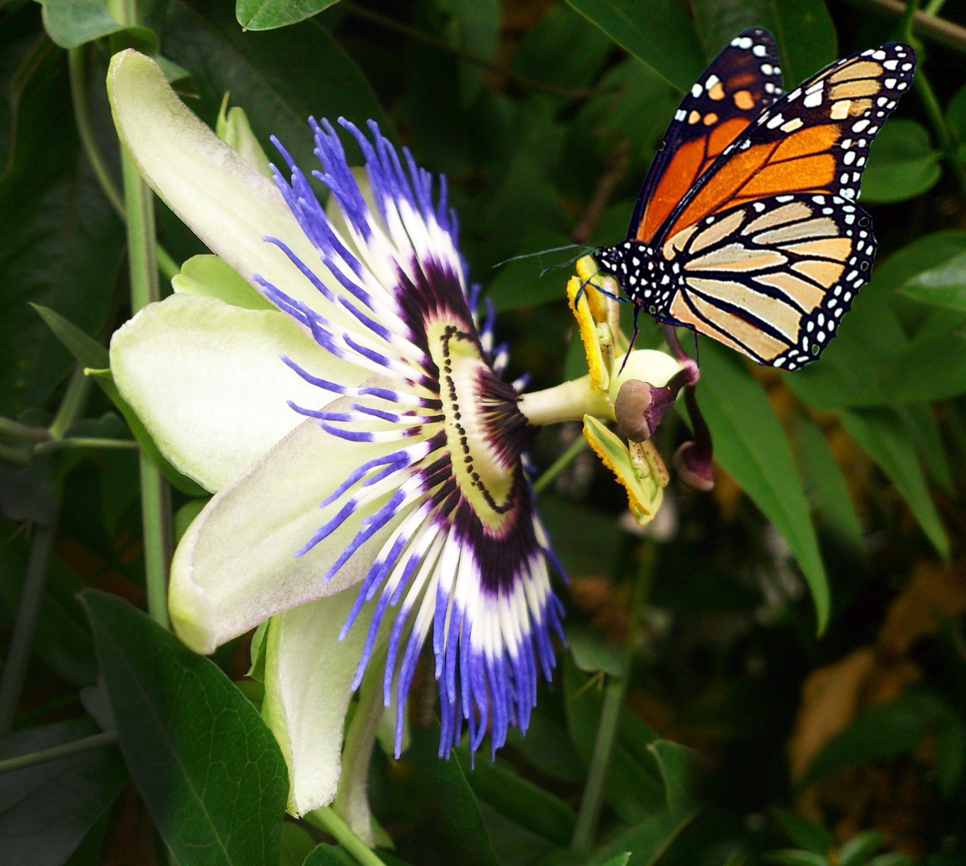 passion flower butterfly purple free photo