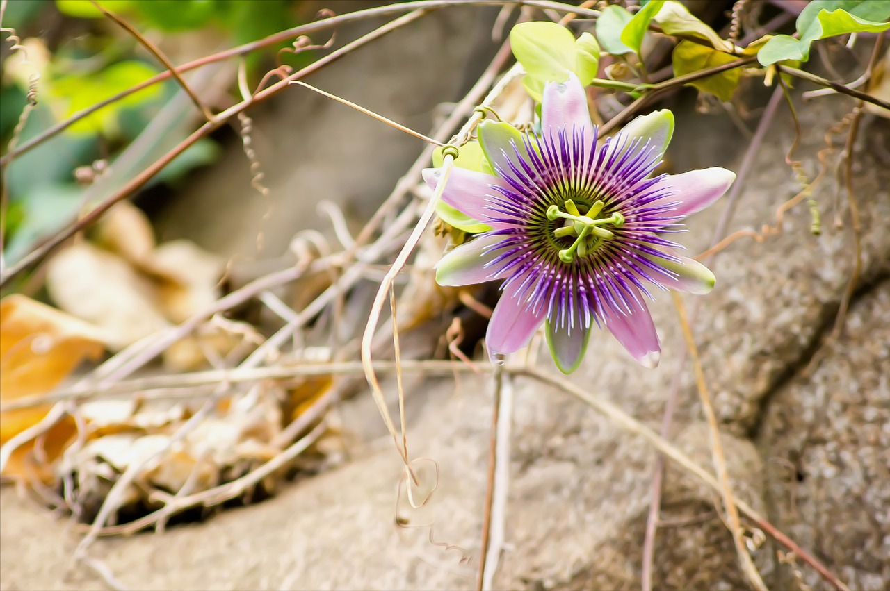 passion flowers passiflora flower free photo