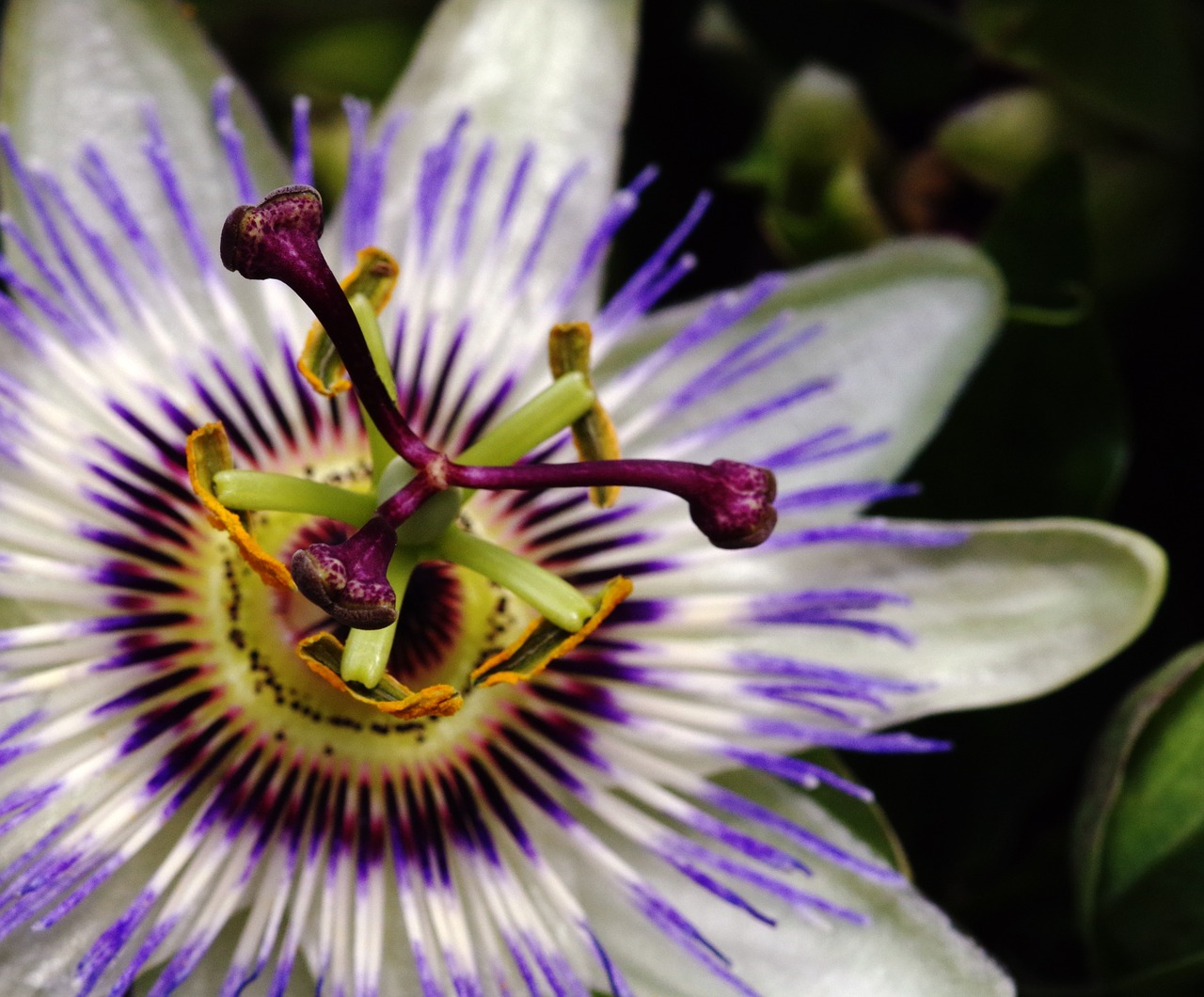 passion fruit flower summer free photo