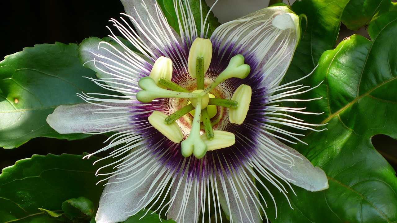 passion fruit flower tropical fruit free photo