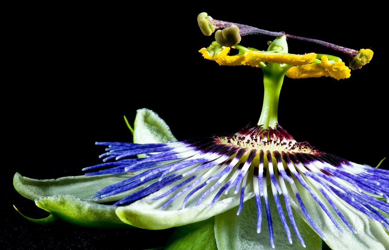 passion fruit flower tropical fruit free photo