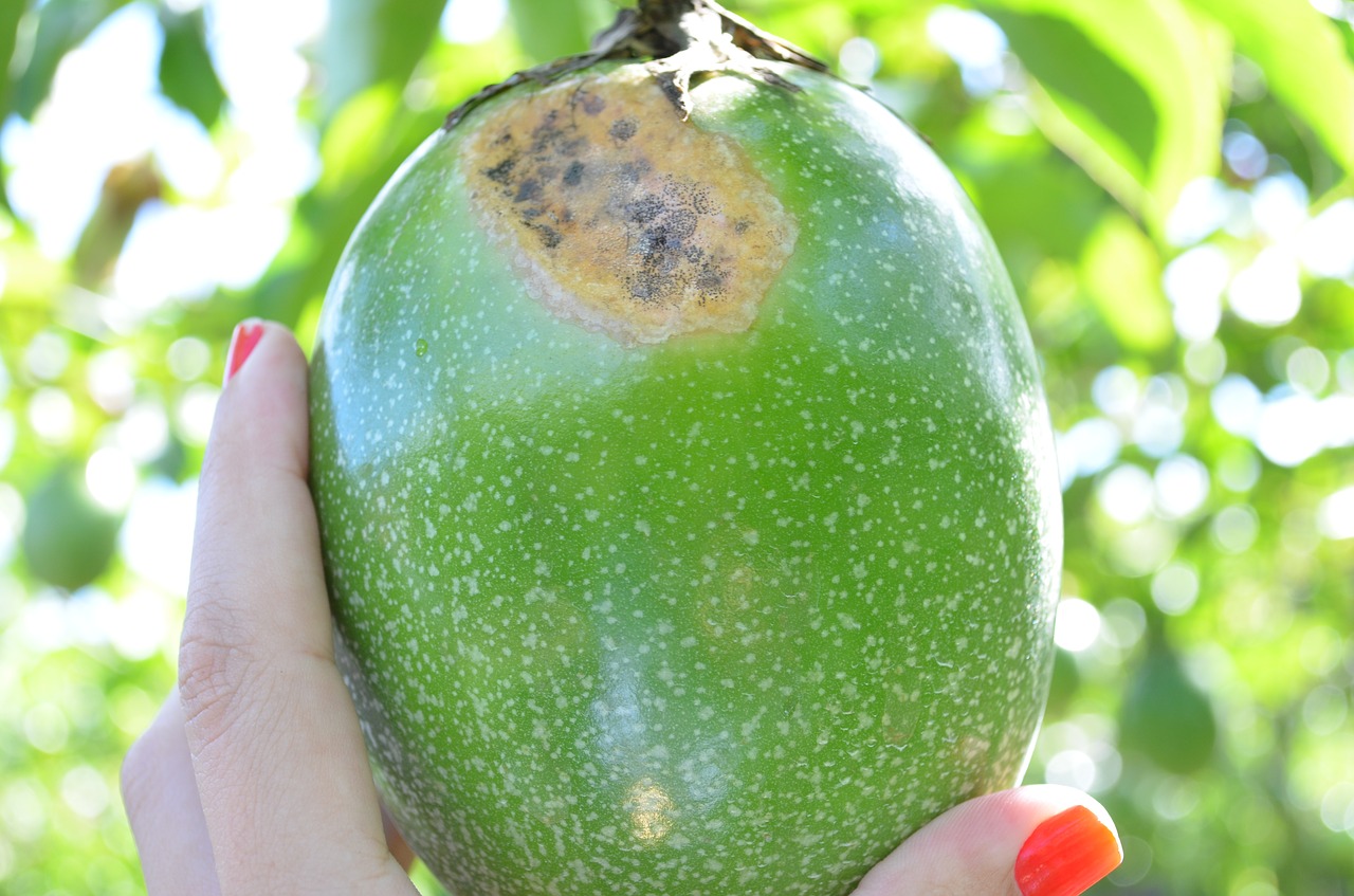 passion fruit crop fungus free photo