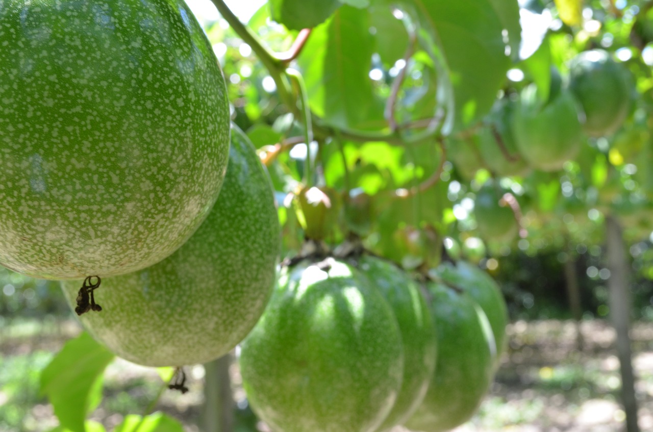 passion fruit crop agronomy free photo