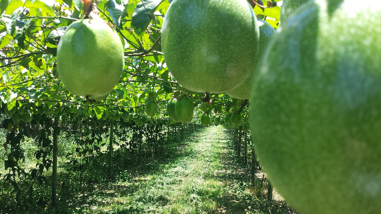 passion fruit agriculture agronomy free photo