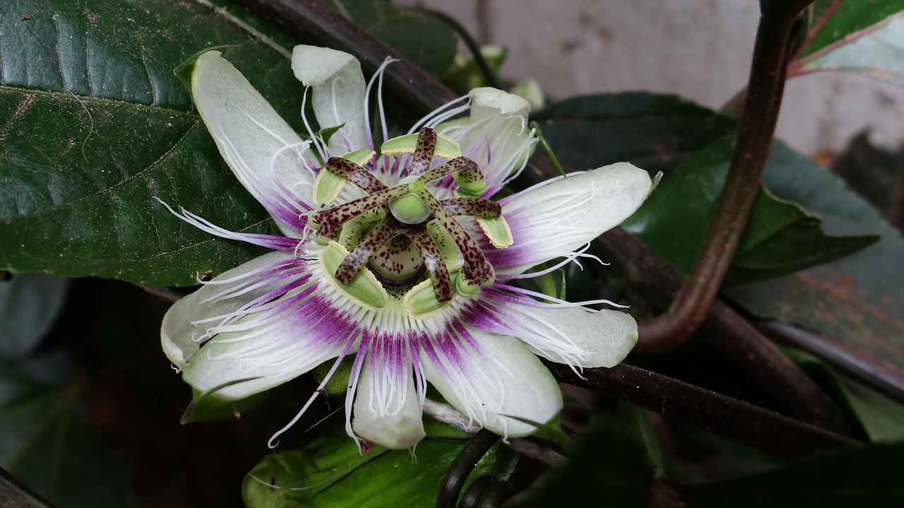 passion fruit flower passion flower free photo