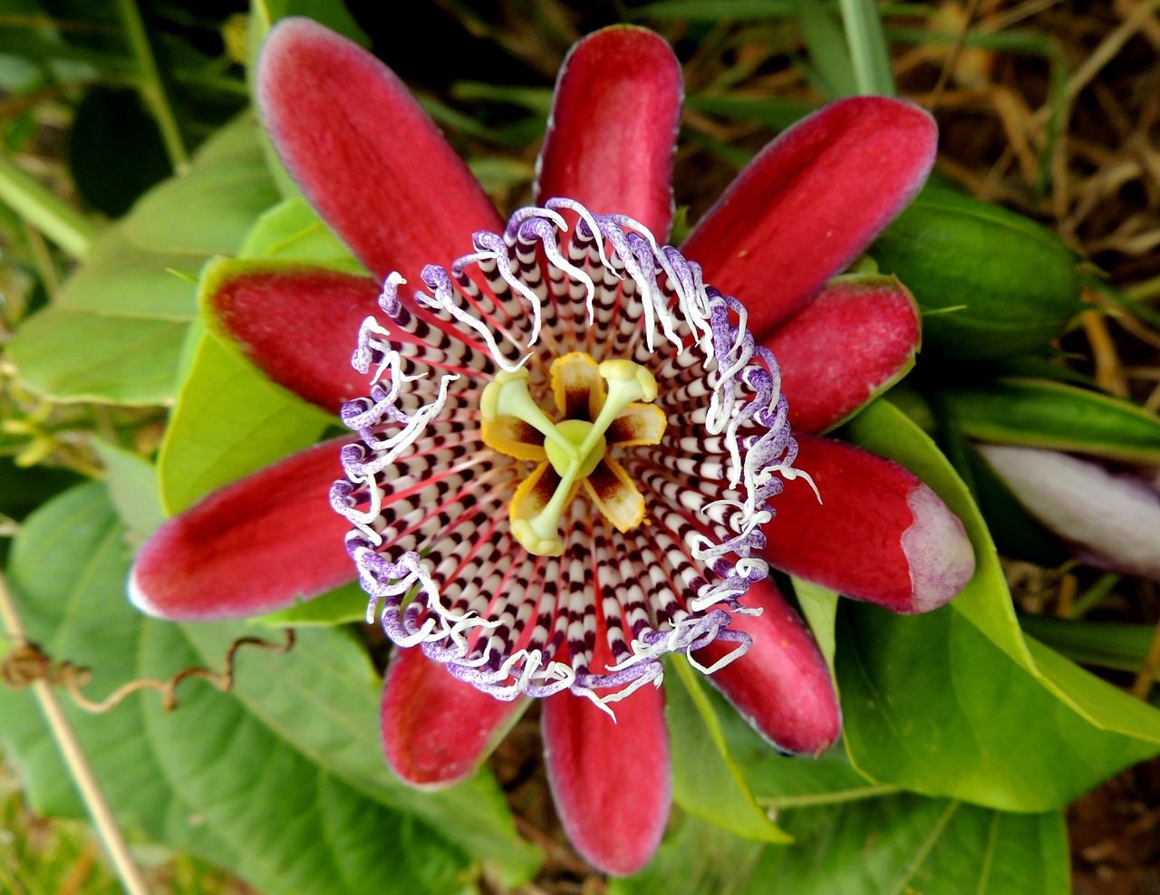 passion fruit flower fruit free photo