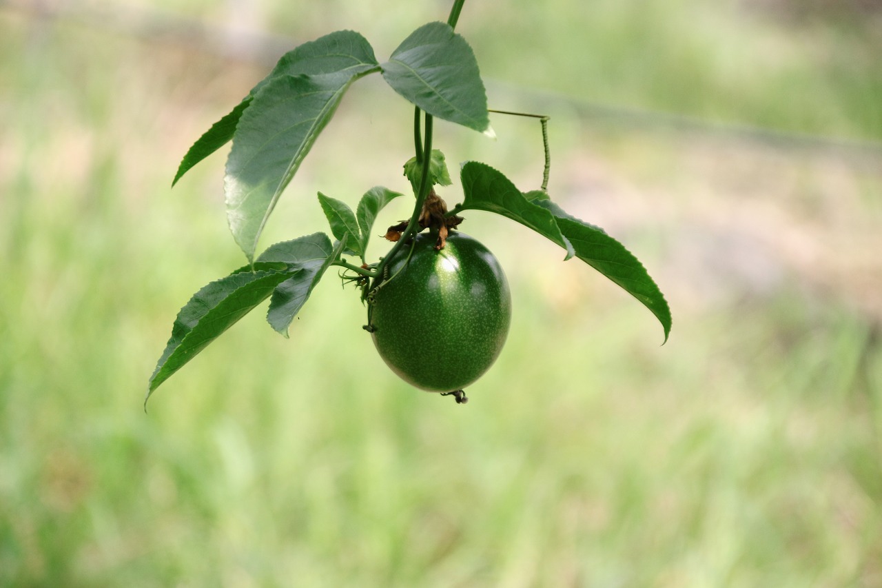 passion fruit  passionflower  passion fruit tree free photo