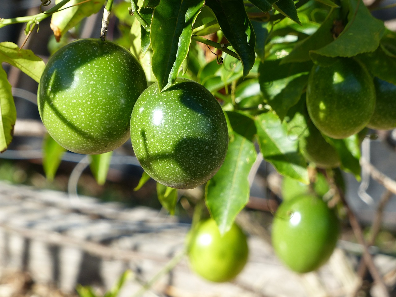 passion fruit vine green free photo