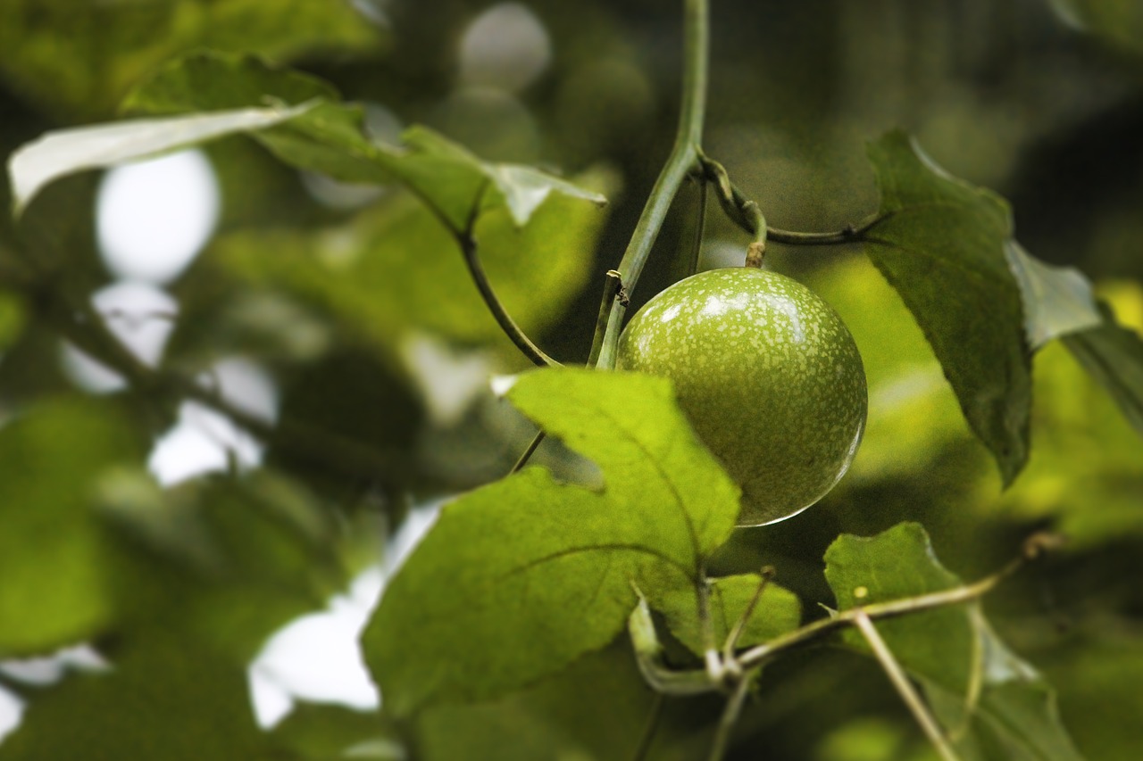 passion fruit  plant  fruit hanging free photo