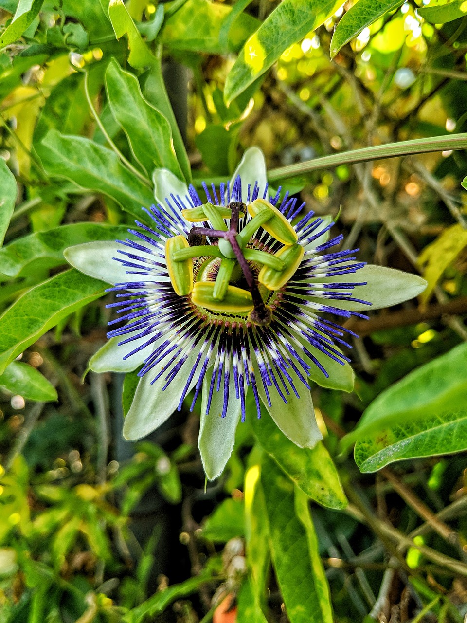passion fruit  flower  green free photo