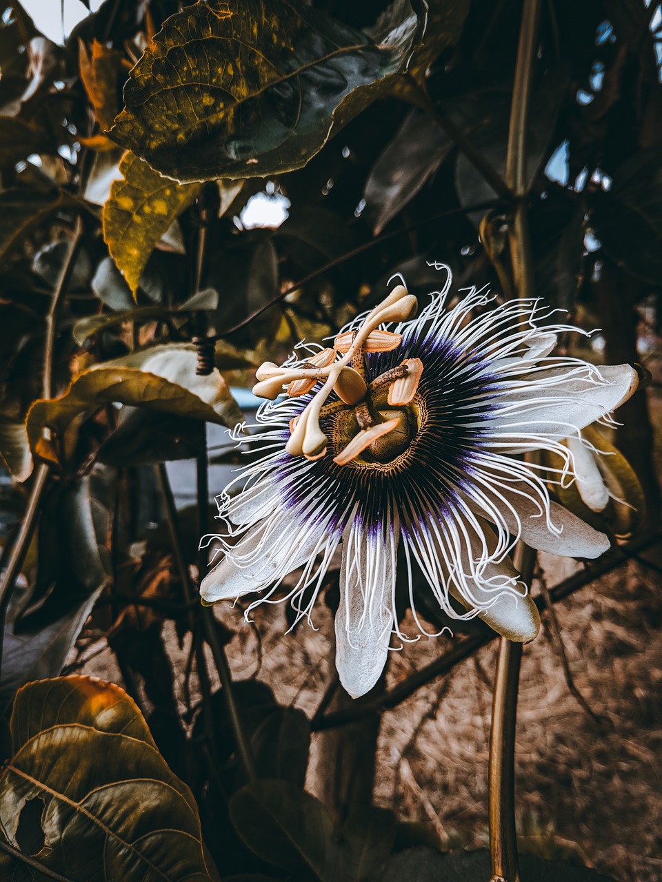 passion fruit  flower  nature free photo