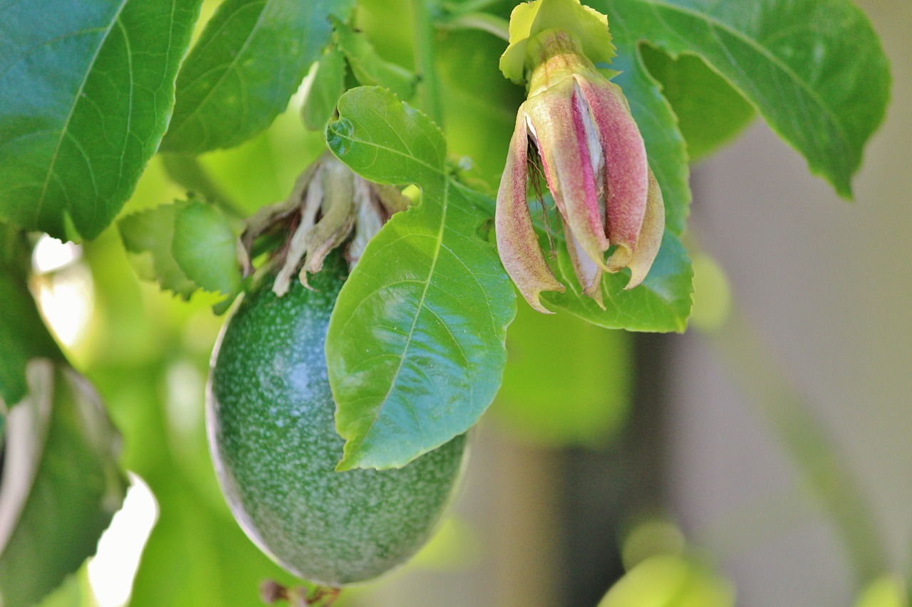passion fruit passion flower climber free photo