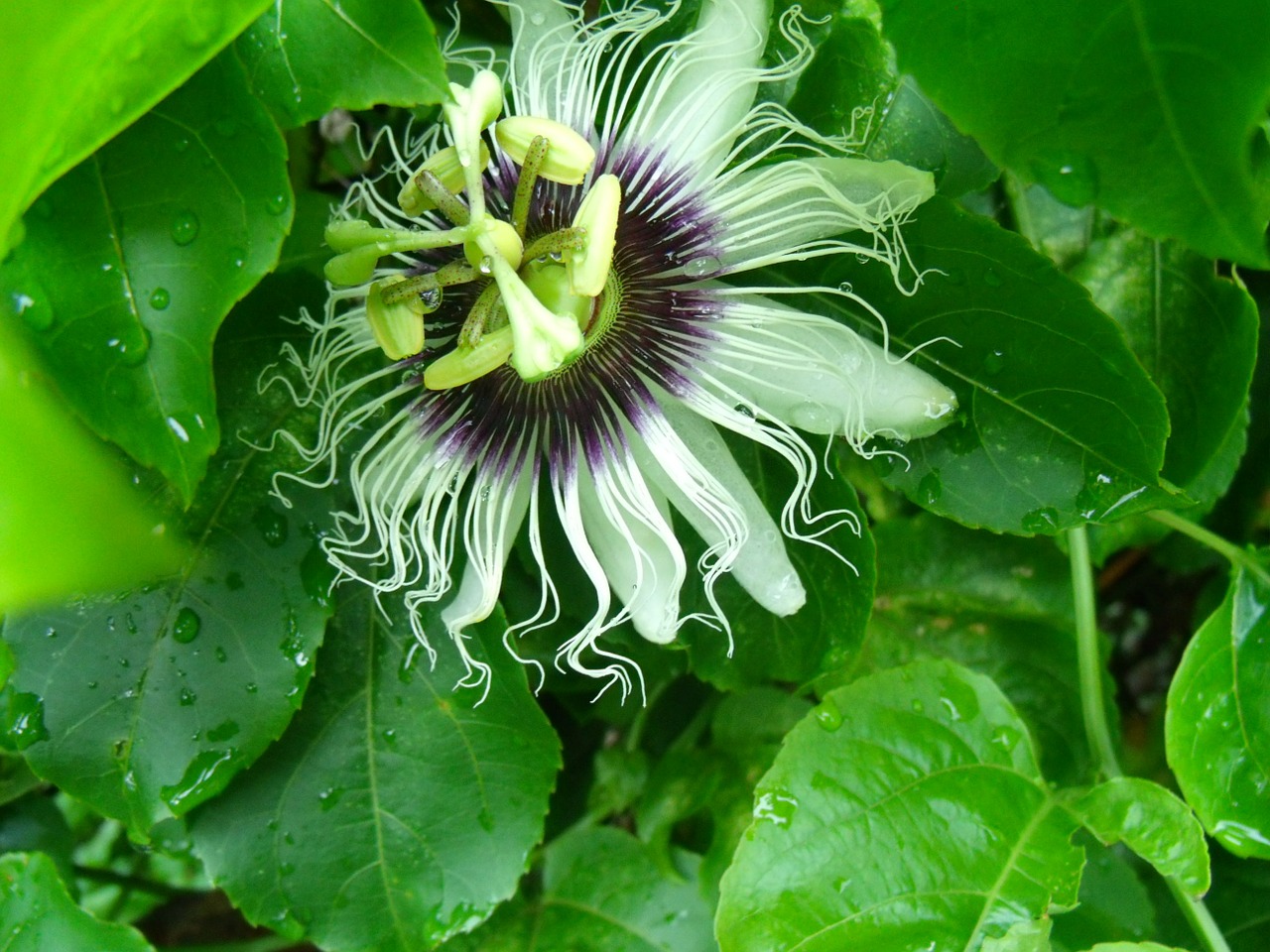 passion fruit flowers nature free photo