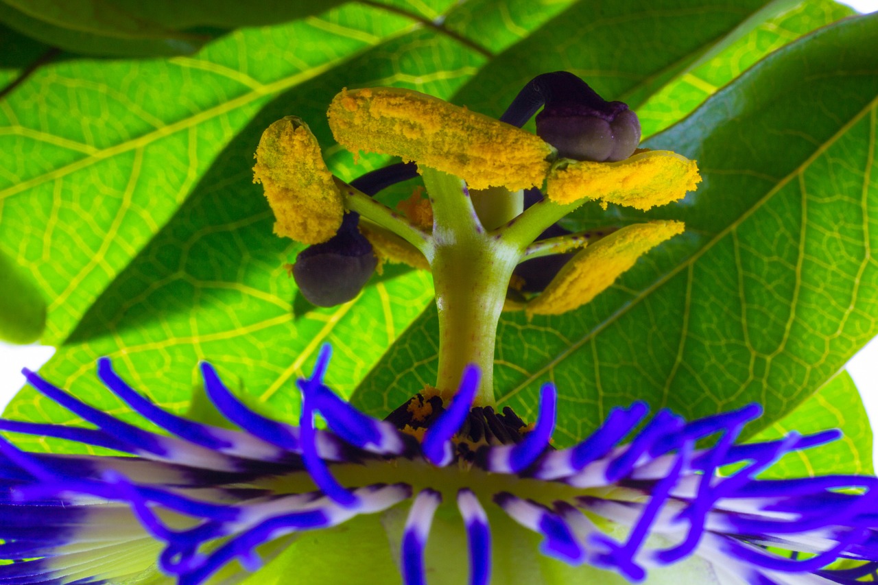 passion fruit flower macro free photo