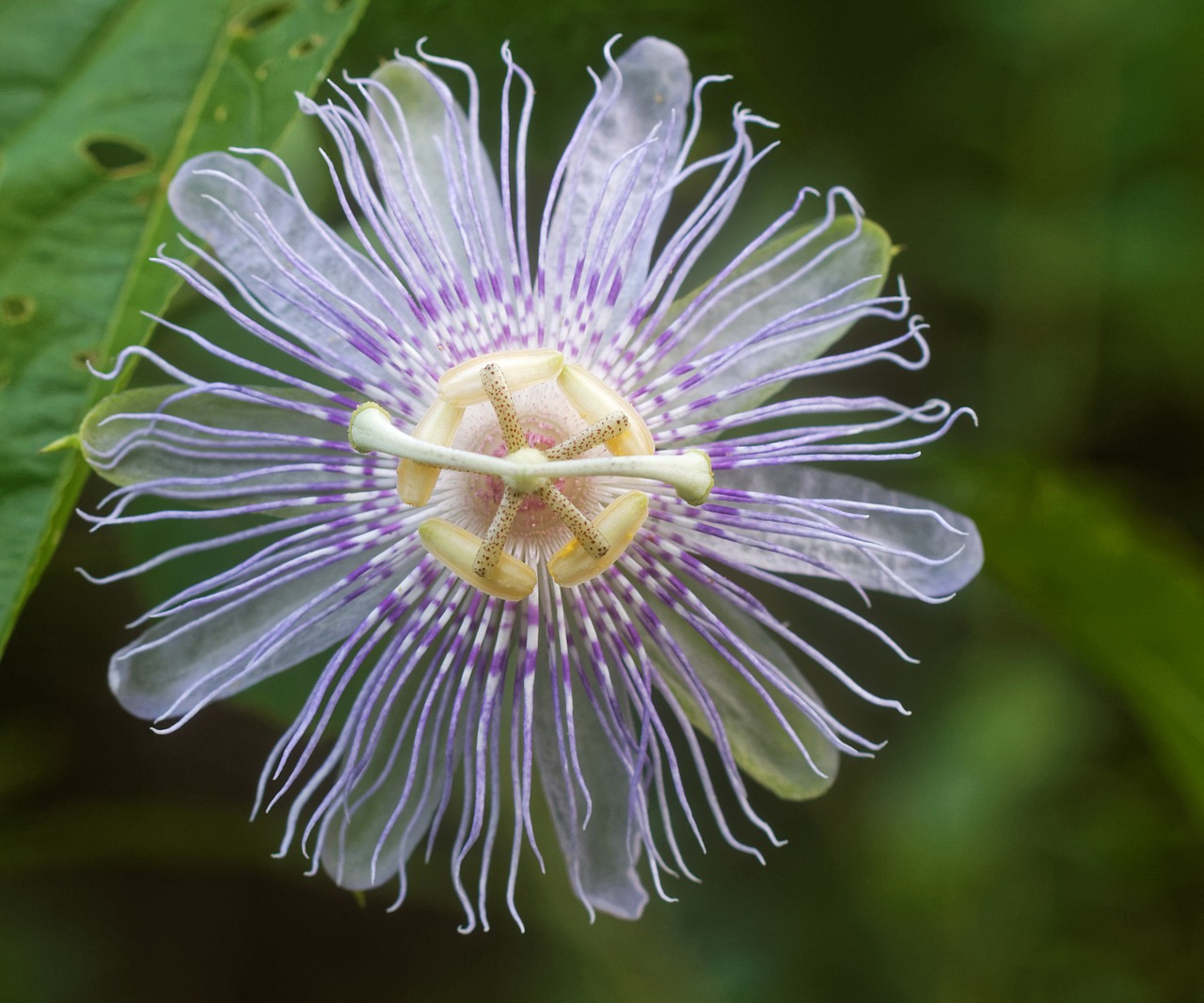 passion vine flower passiflora free photo