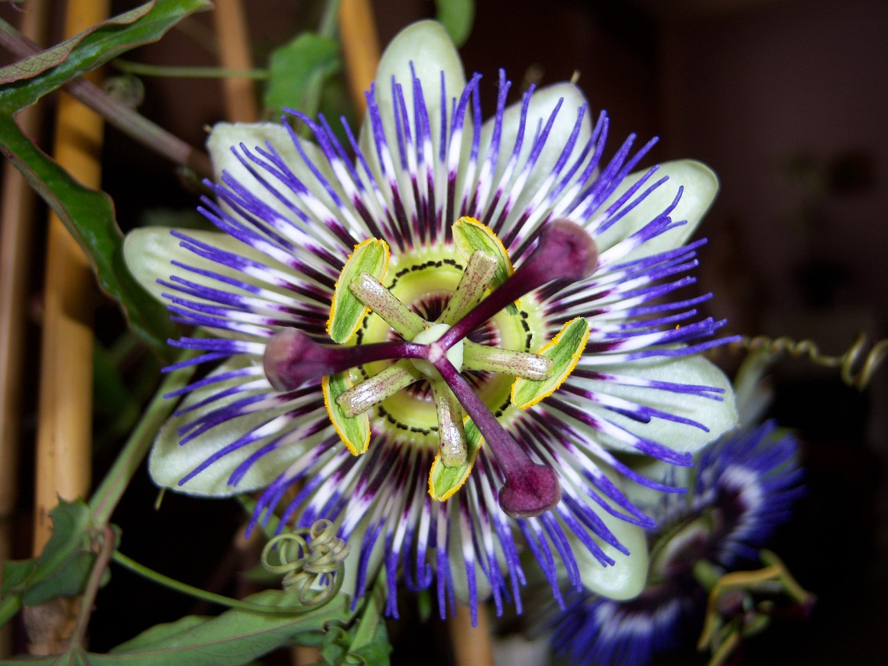 passionflower flower passion flower free photo