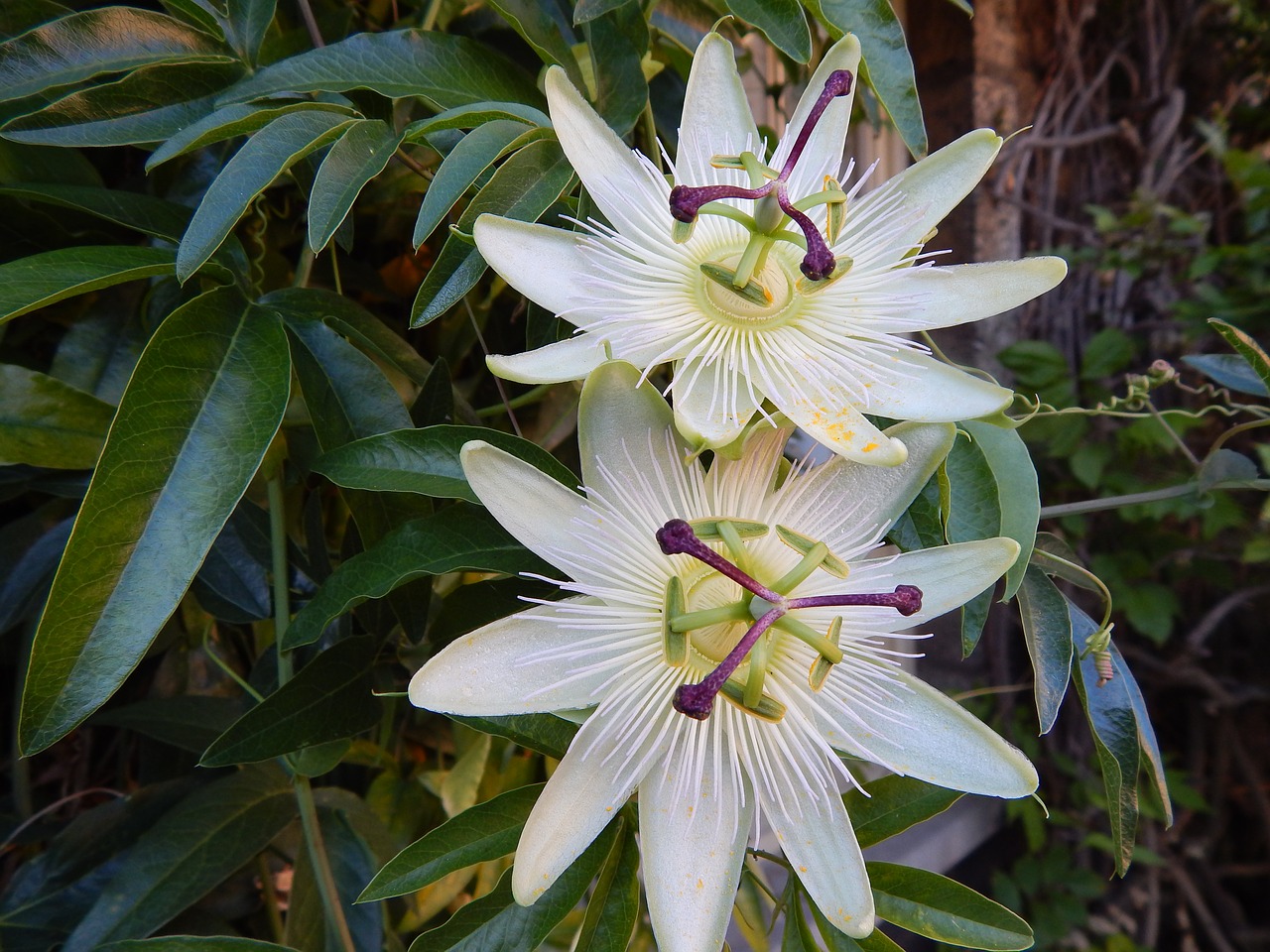 passionflower passiflora white blossoms free photo