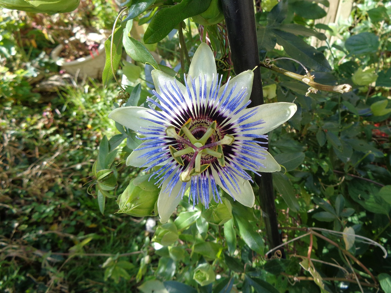 passionflower flower garden free photo