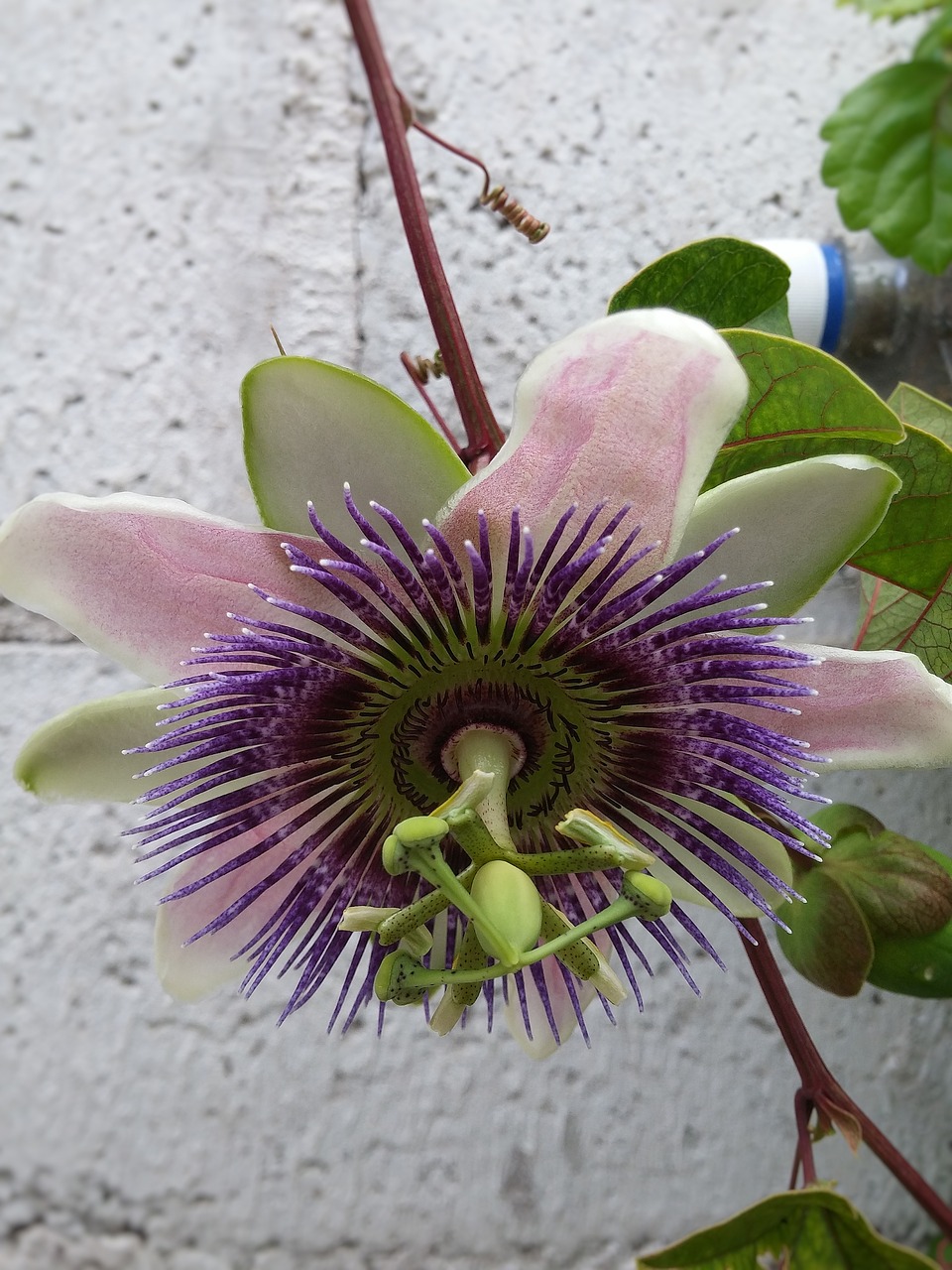 passionflower passiflora flower free photo