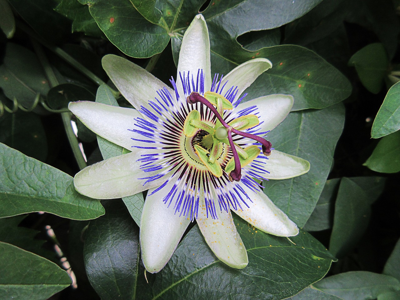 passionflower white flower star free photo