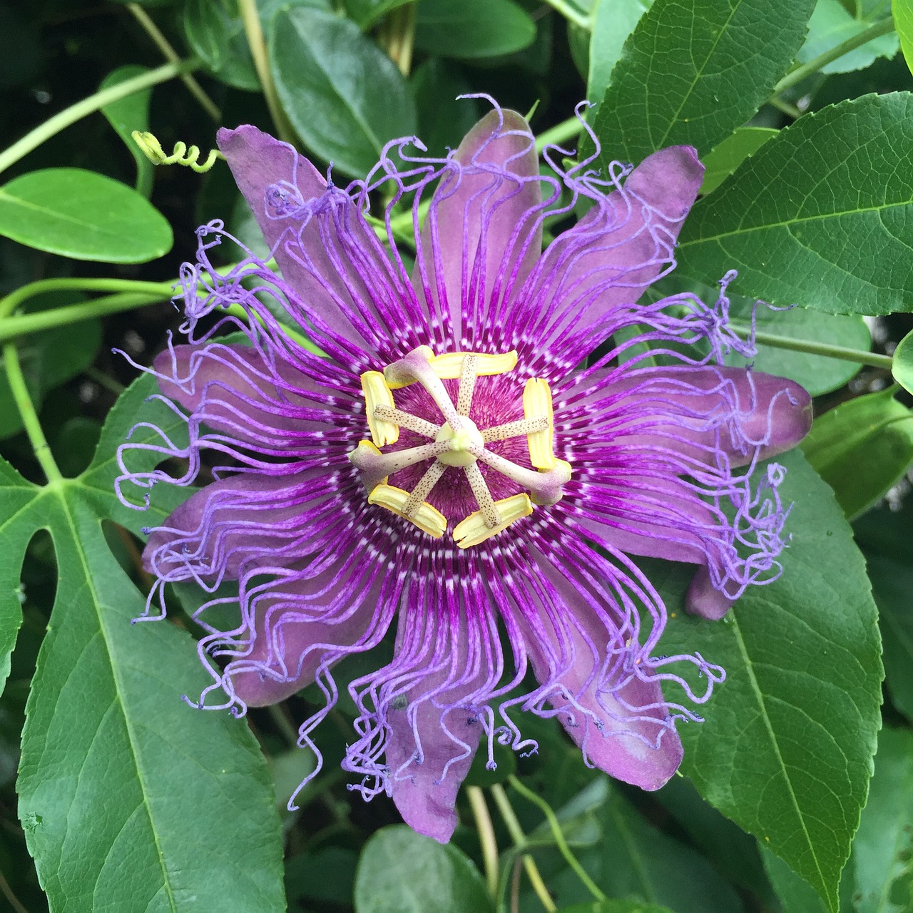passionflower purple flower free photo