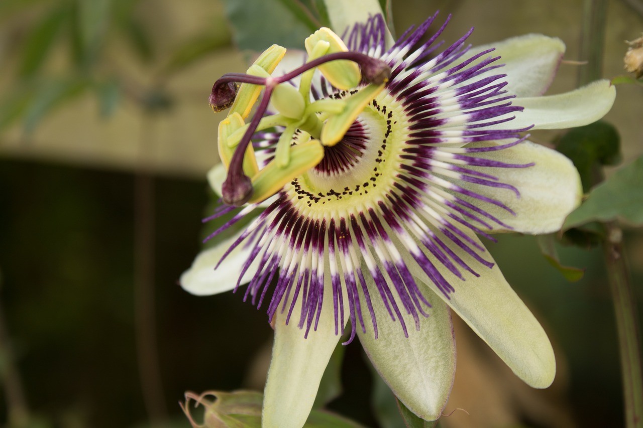 passionflower stamens petals free photo