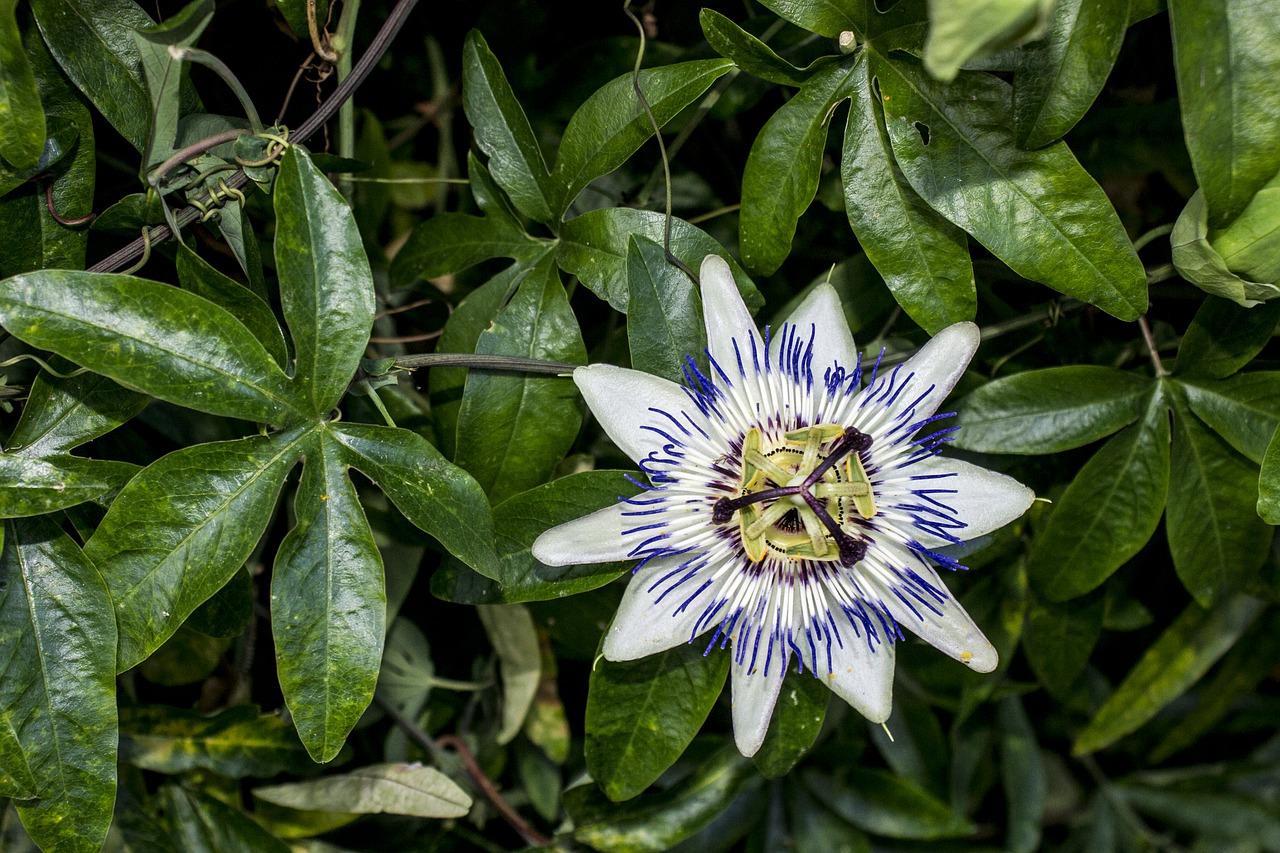 passionflower  flower  plant free photo