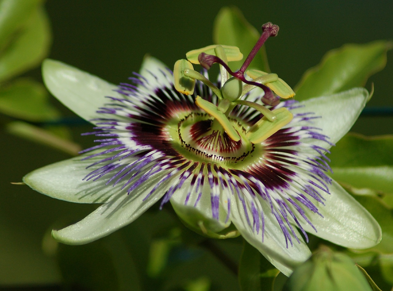 passionflower flower exotic free photo