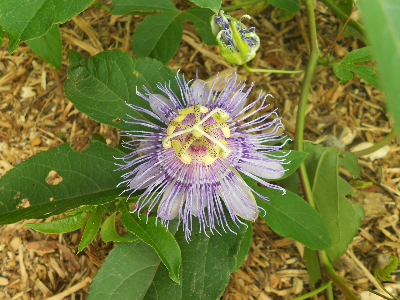 passionflower flower purple free photo