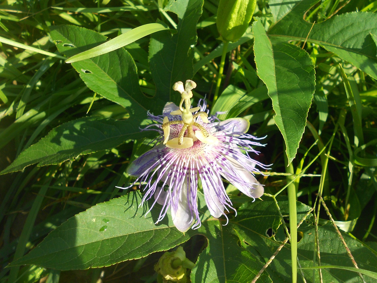 passionflower flower purple free photo