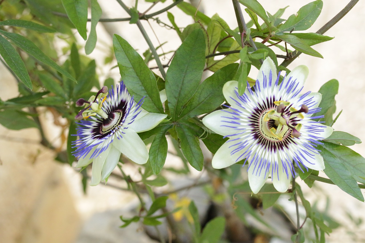 passionflower herbal green free photo
