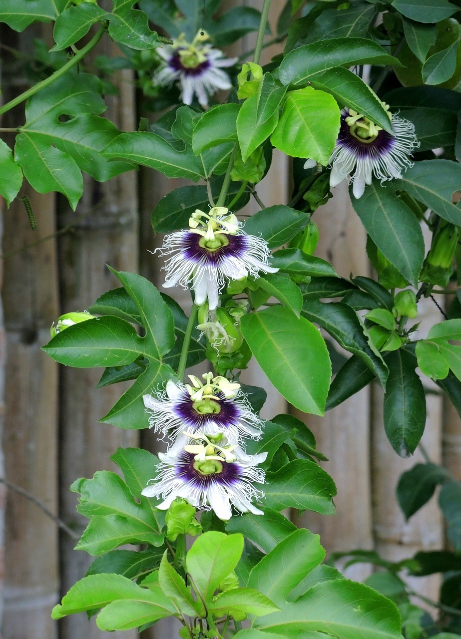passionflowers nature flora free photo