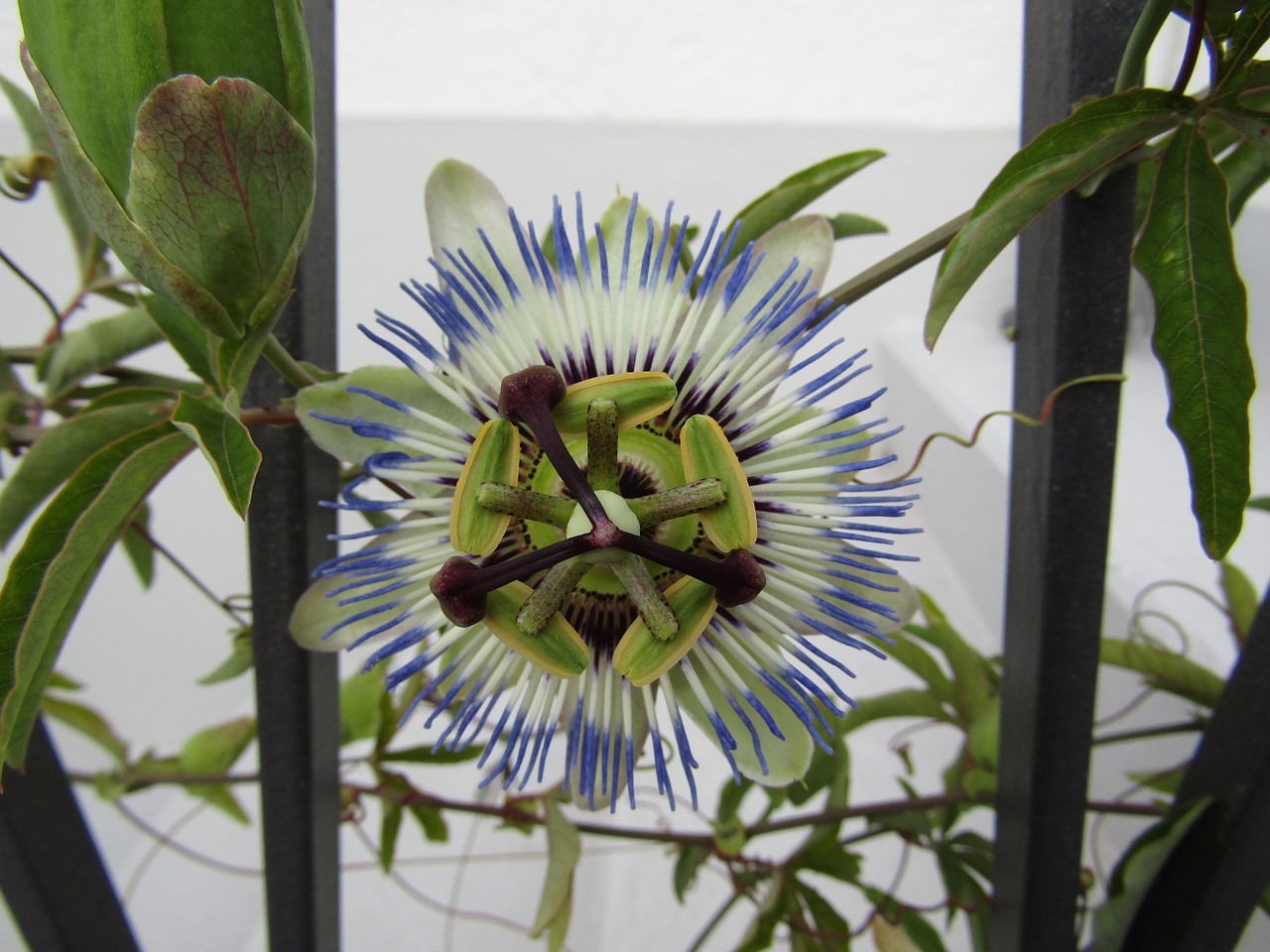 passion flower natur white free photo