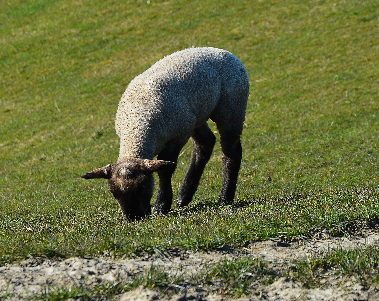 passover pasture grass free photo