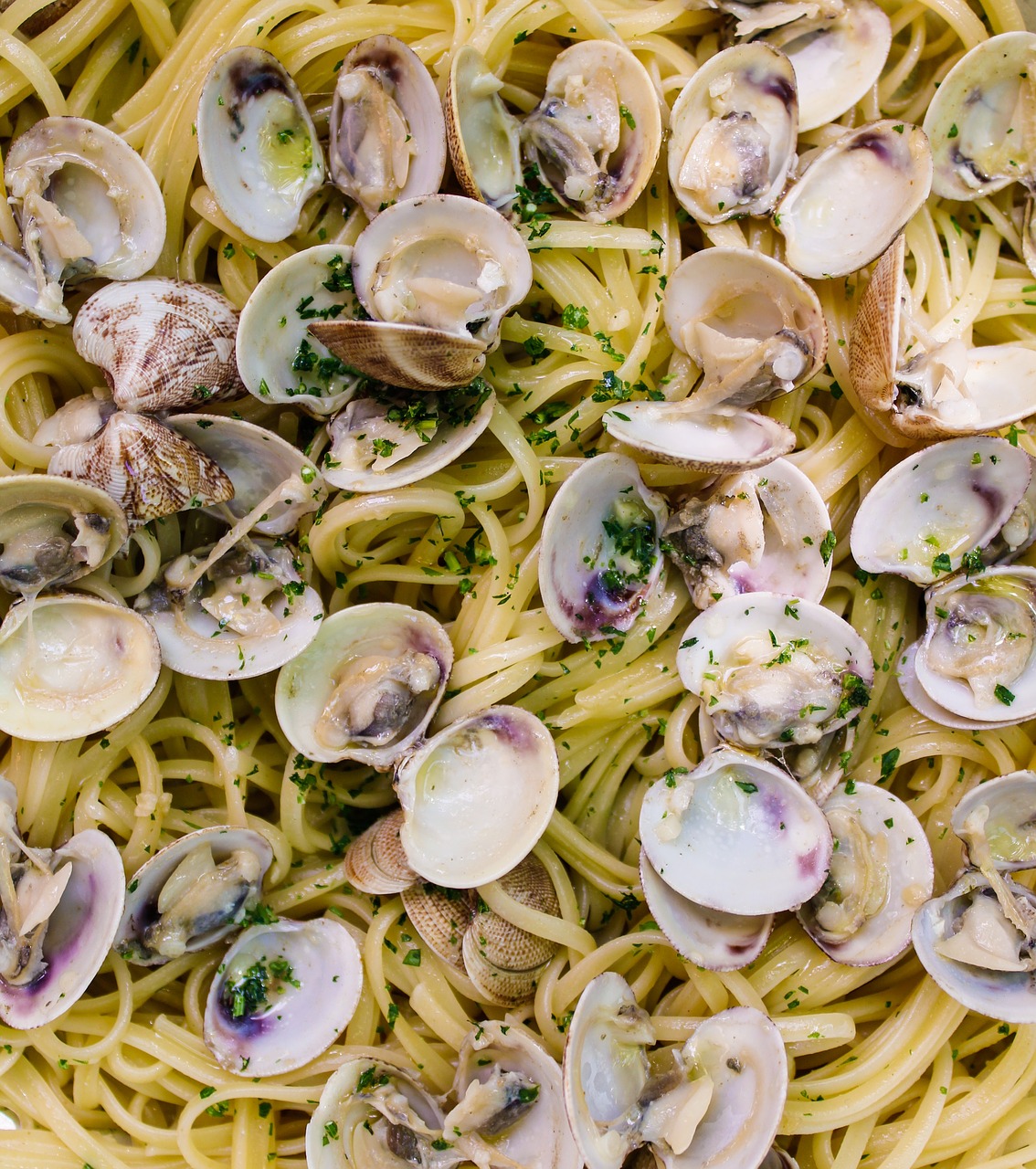 pasta  spaghetti  clams free photo