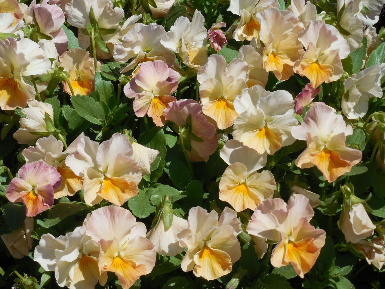 pastel pansy blossom free photo