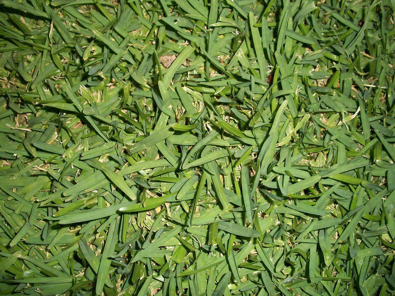 grass green garden free photo