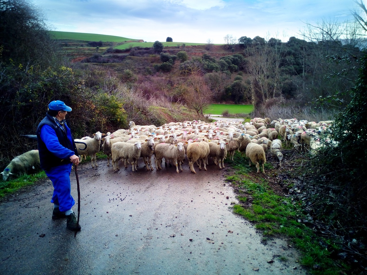 pastor sheep field free photo