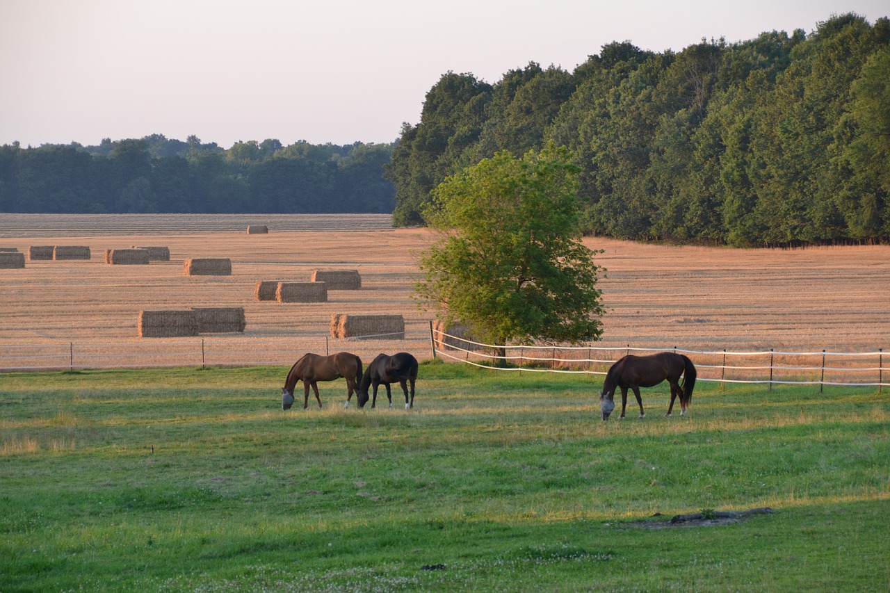 pastoral  horses  hay free photo