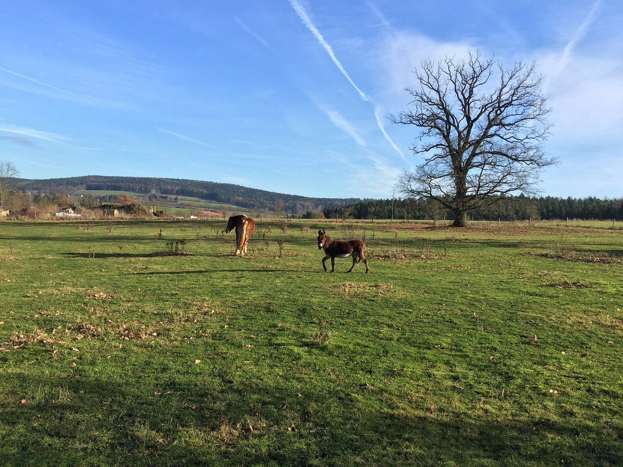 pasture coupling horse free photo